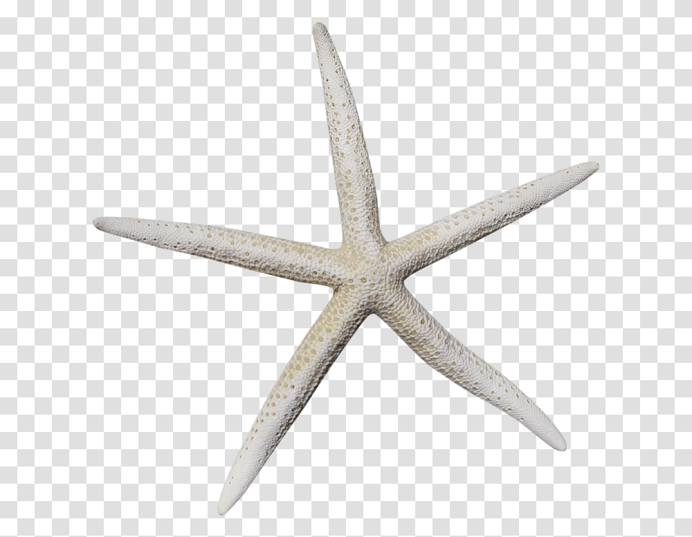 White Starfish Starfish, Sea Life, Animal, Invertebrate, Cross Transparent Png