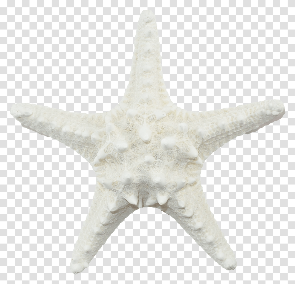 White Starfish White Starfish, Invertebrate, Sea Life, Animal, Cross Transparent Png