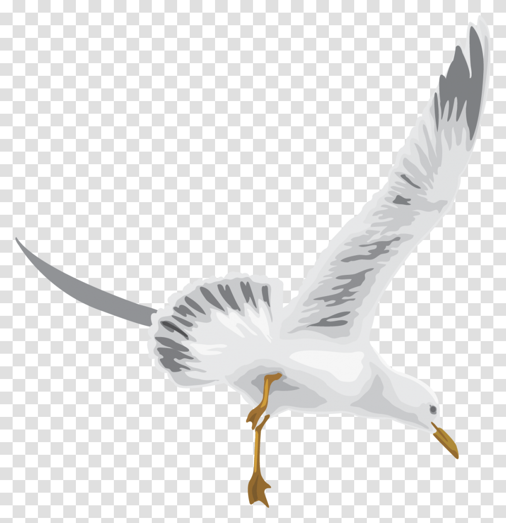 White Stork, Bird, Animal, Seagull, Flying Transparent Png