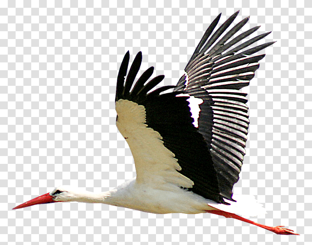 White Stork Portable Network Graphics Bird Clip Art Stork, Animal, Flying, Crane Bird, Pelican Transparent Png