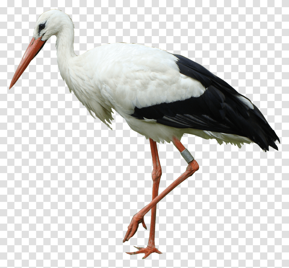 White Stork Stork Bird, Animal, Crane Bird Transparent Png
