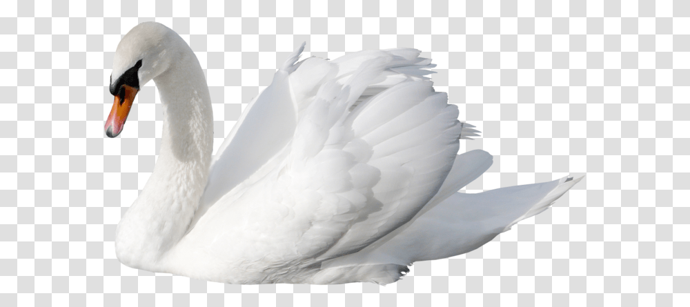 White Swan Swan, Bird, Animal, Penguin Transparent Png
