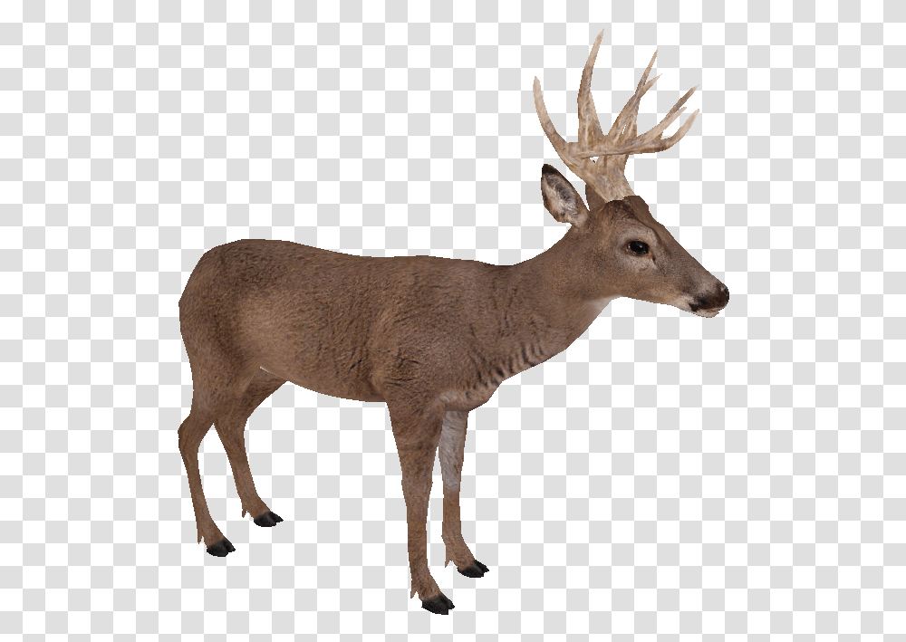 White Tailed Deer, Antelope, Wildlife, Mammal, Animal Transparent Png