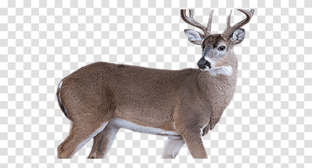 White Tailed Deer Clipart Background Deer, Wildlife, Mammal, Animal, Antelope Transparent Png