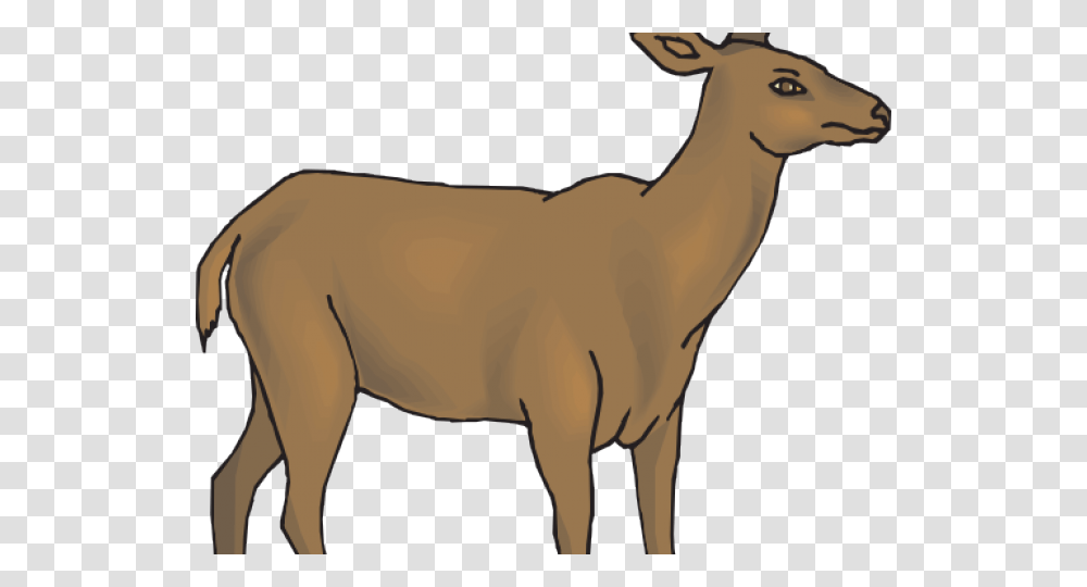 White Tailed Deer Clipart Whitetail Deer, Animal, Mammal, Wildlife, Antelope Transparent Png