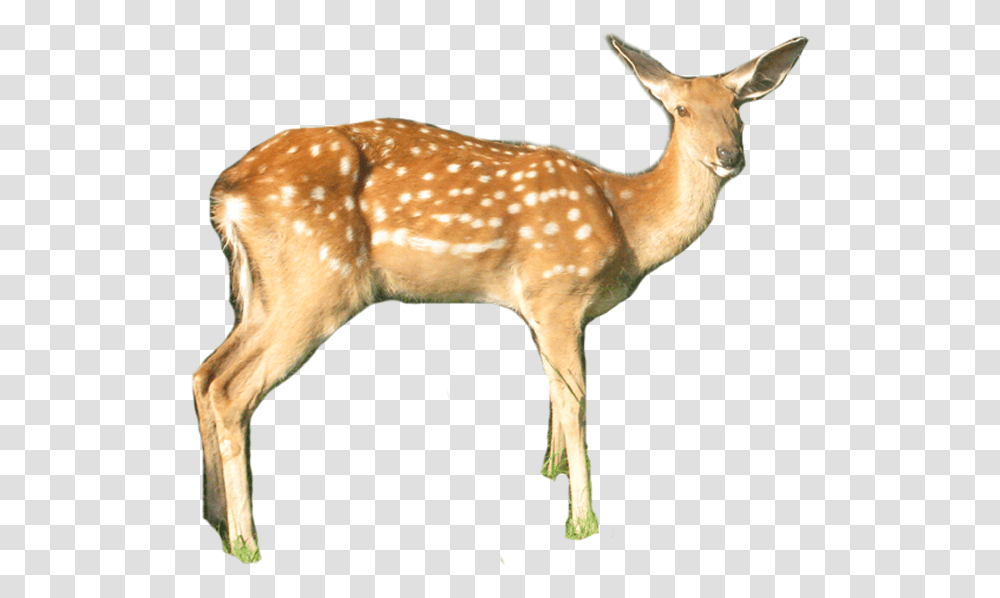 White Tailed Deer Download White Tailed Deer, Wildlife, Mammal, Animal, Antelope Transparent Png