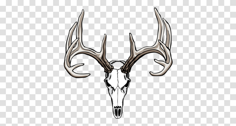 White Tailed Deer Drawing Antler Skull Deer Skull Clipart, Antelope, Wildlife, Mammal, Animal Transparent Png