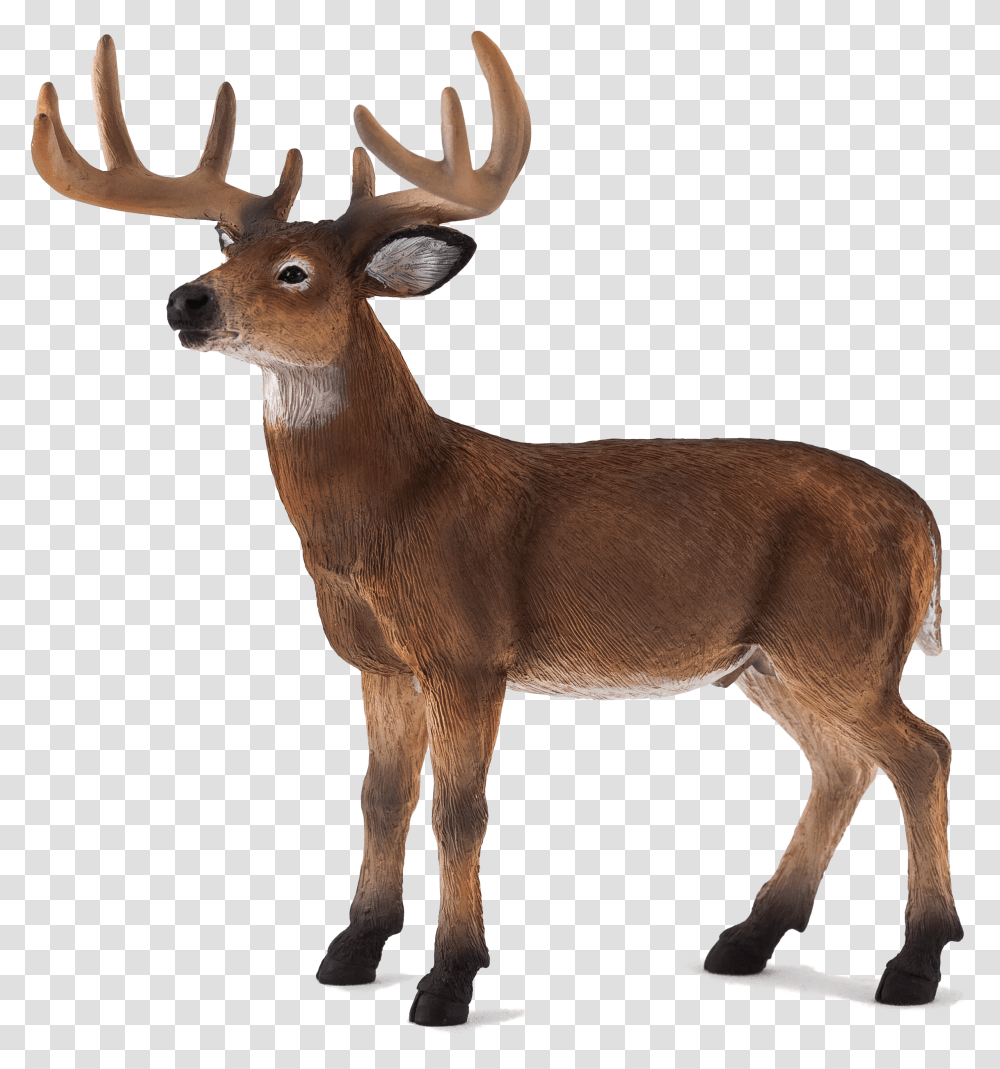 White Tailed Deer Mojo, Antelope, Wildlife, Mammal, Animal Transparent Png