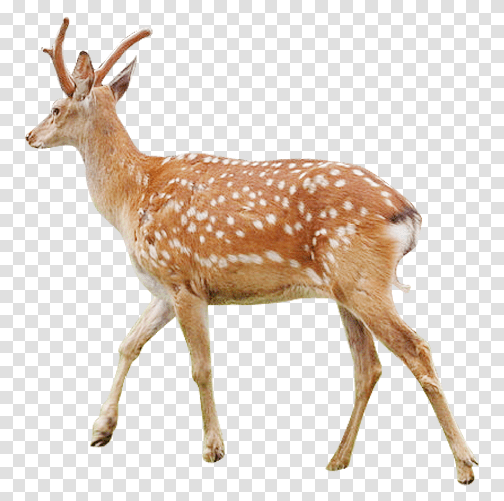 White Tailed Deer Musk Deer Antler Sika Deer Deer, Antelope, Wildlife, Mammal, Animal Transparent Png