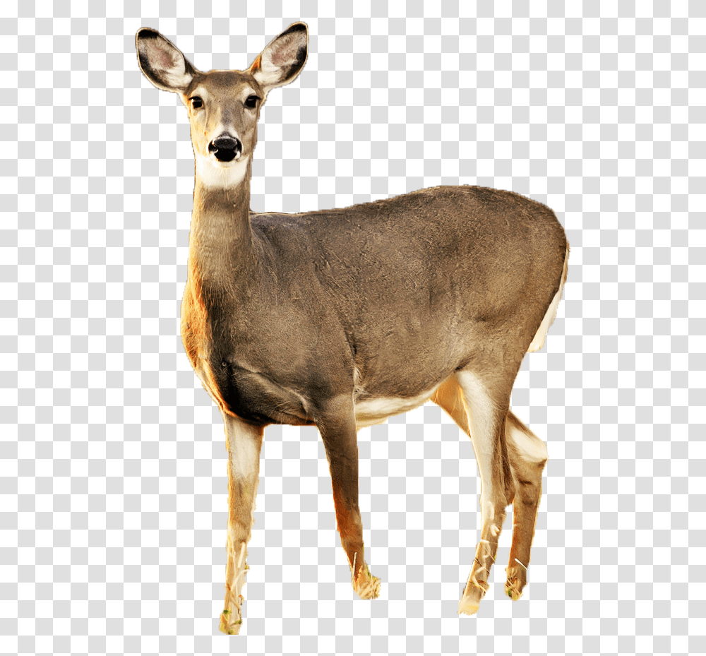 White Tailed Deer No Background, Antelope, Wildlife, Mammal, Animal Transparent Png