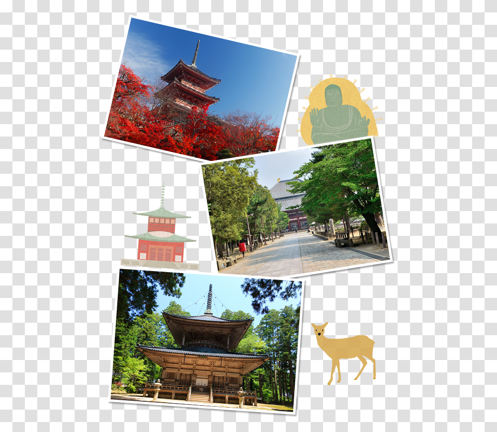 White Tailed Deer, Pagoda, Shrine, Worship, Temple Transparent Png