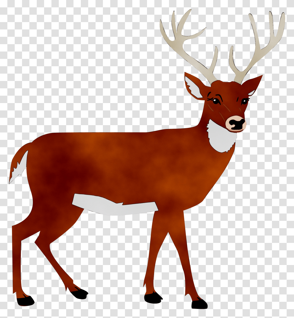 White Tailed Deer Portable Network Graphics Clip Art Deer Clipart, Elk, Wildlife, Mammal, Animal Transparent Png