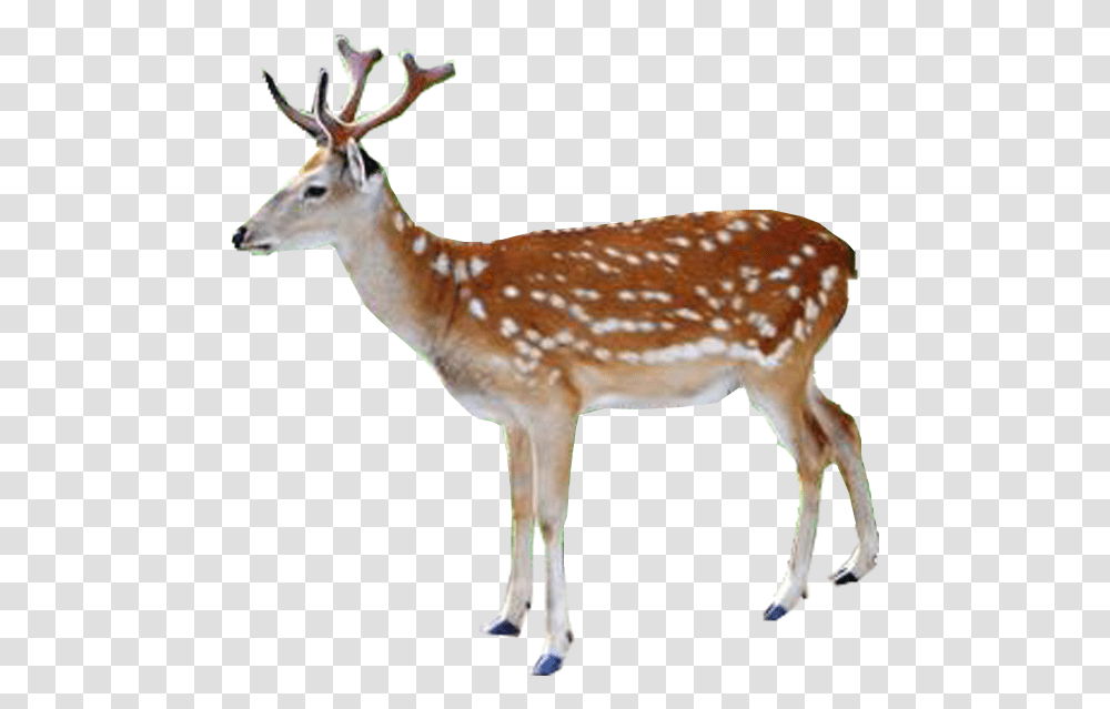 White Tailed Deer Red Deer Reindeer Elk Deer, Antelope, Wildlife, Mammal, Animal Transparent Png