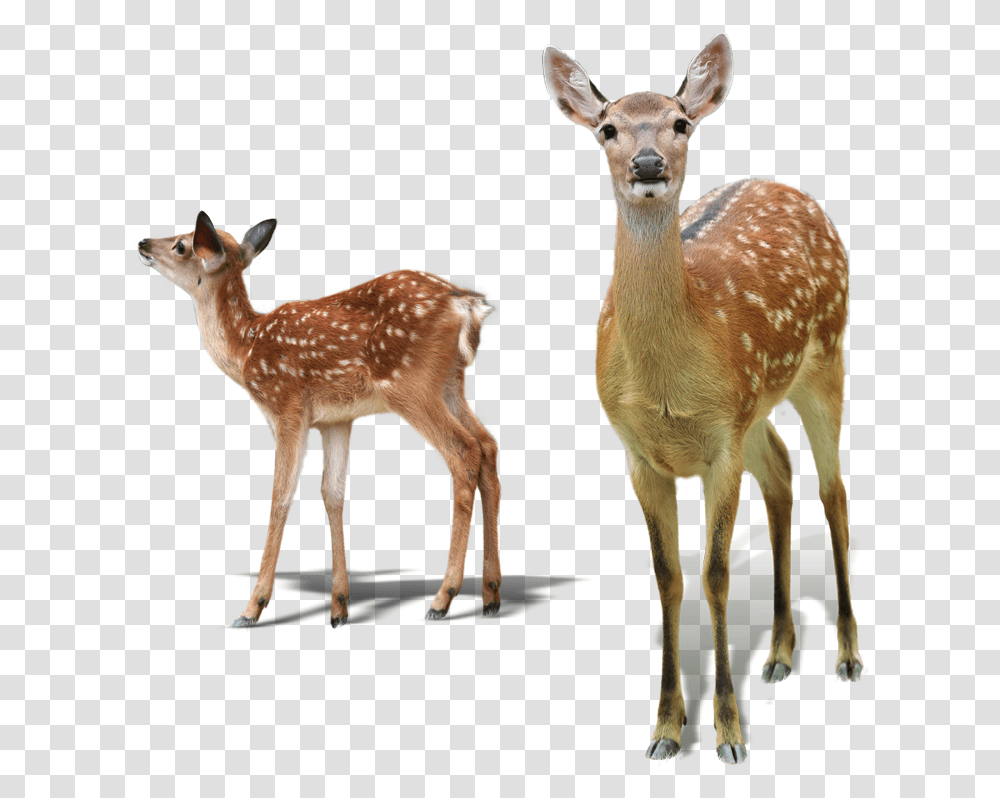 White Tailed Deer Red Deer Sika Deer Tiger Deer And Fawn, Wildlife, Mammal, Animal, Antelope Transparent Png
