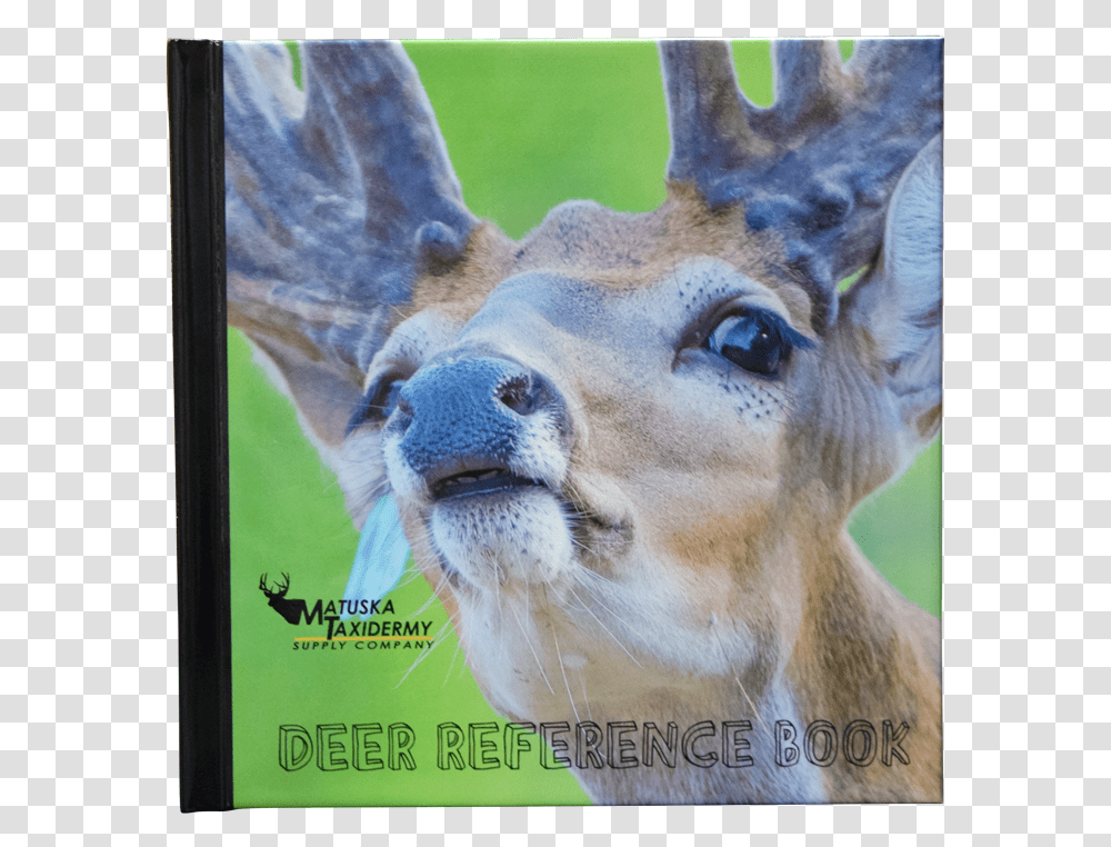 White Tailed Deer, Wildlife, Mammal, Animal, Antelope Transparent Png