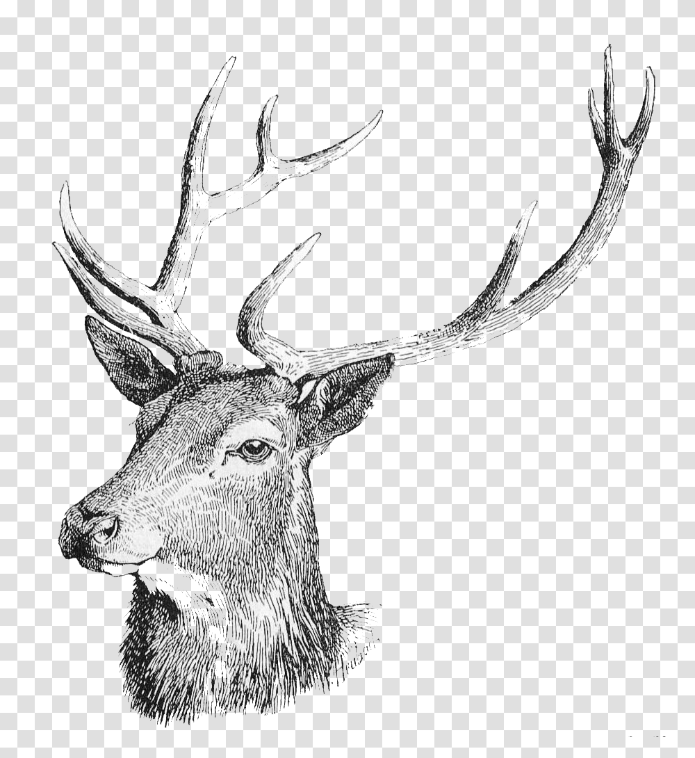 White Tailed Reindeer Clip Deer Drawing, Antelope, Wildlife, Mammal, Animal Transparent Png