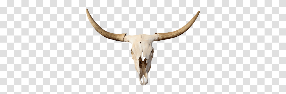 White Texas Longhorn, Icon, Cattle, Mammal, Animal Transparent Png