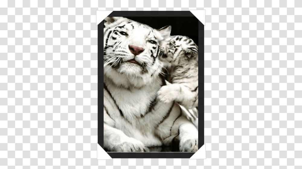 White Tiger And Cub Her Attitude Is Savage But Her Heart, Wildlife, Mammal, Animal, Panther Transparent Png