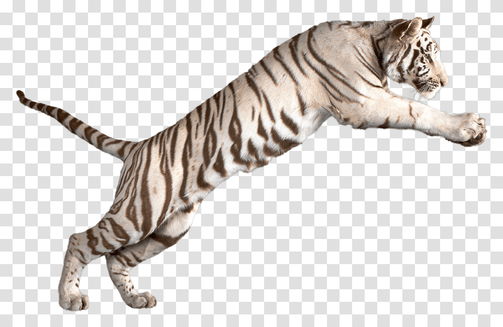 White Tiger Clipart Bengal Tiger White Tiger No Background, Wildlife, Mammal, Animal, Zebra Transparent Png