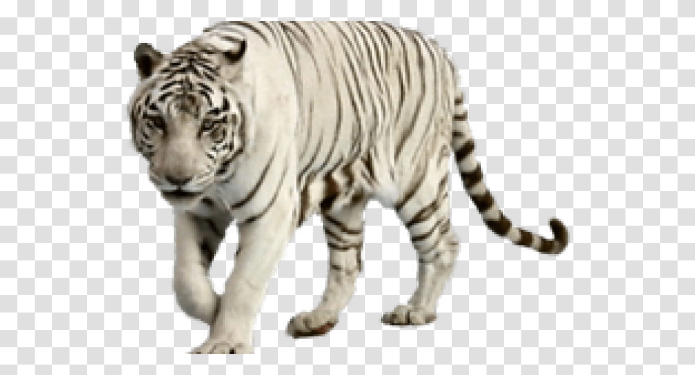 White Tiger Clipart Graffiti White Tiger, Wildlife, Mammal, Animal, Zebra Transparent Png