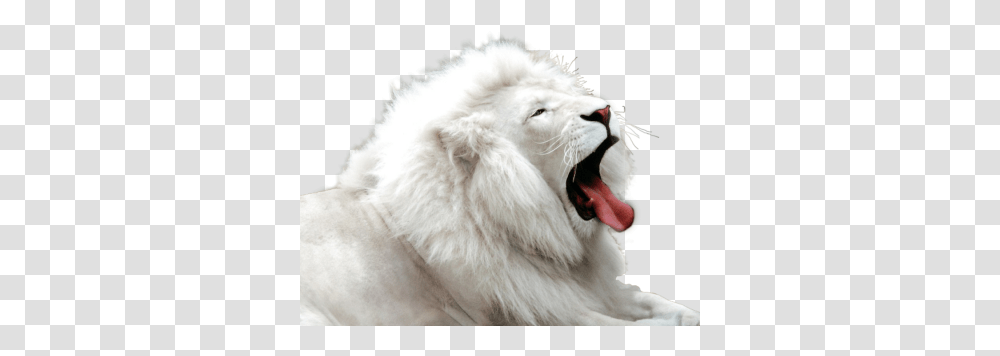 White Tiger Free Image Albino Animals, Mammal, Wildlife, Lion, Dog Transparent Png