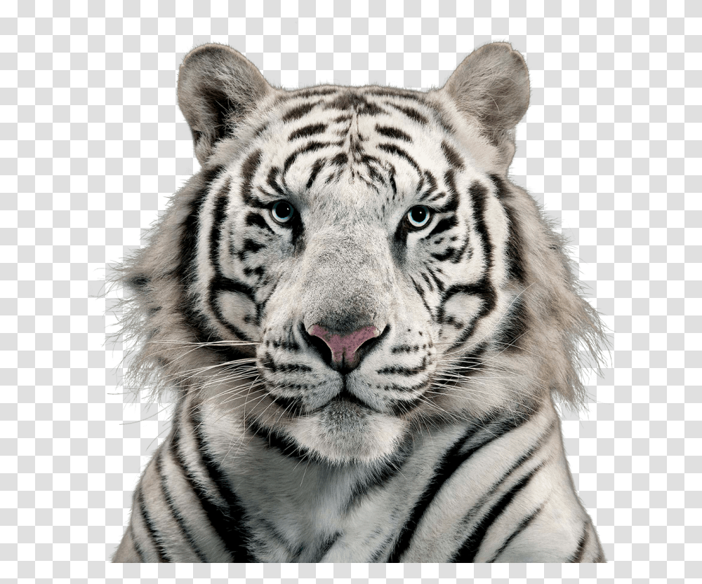 White Tiger Free White Tiger, Wildlife, Mammal, Animal, Panther Transparent Png