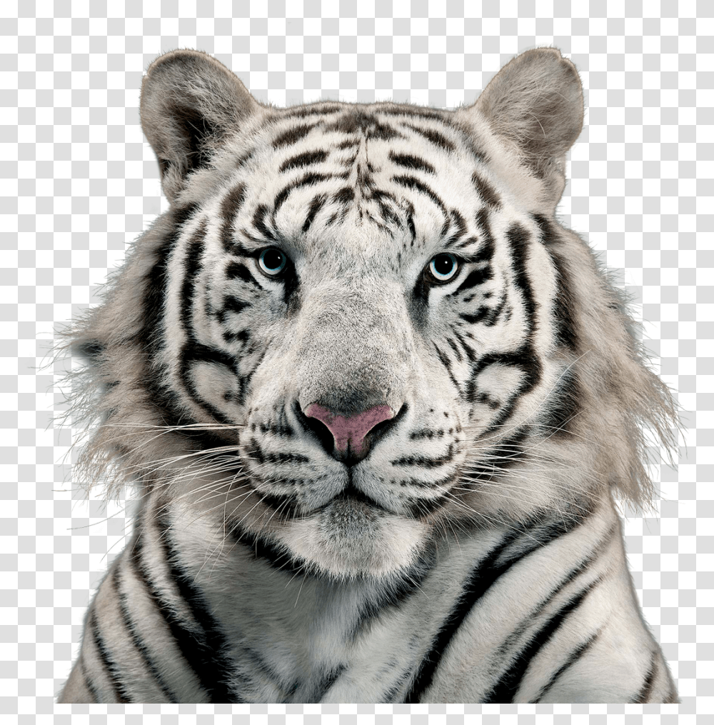 White Tiger Image Free White Tiger, Wildlife, Mammal, Animal, Panther Transparent Png