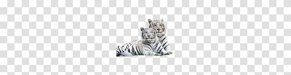 White Tiger Images Free Download Clip Art, Wildlife, Mammal, Animal, Panther Transparent Png