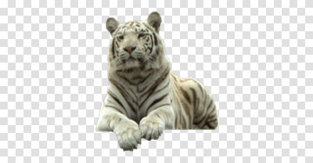 White Tiger Images White Tiger, Wildlife, Mammal, Animal, Person Transparent Png