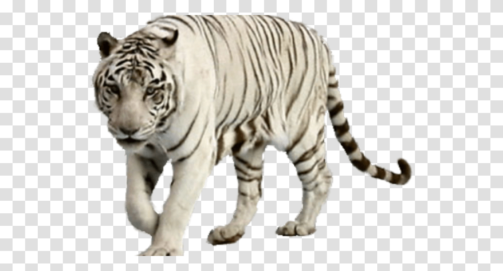 White Tiger Images White Tiger, Wildlife, Mammal, Animal, Zebra Transparent Png