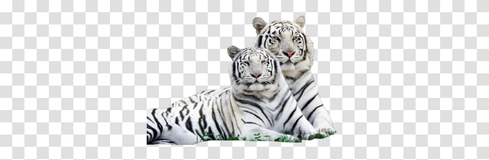White Tiger Images White Tiger, Wildlife, Mammal, Animal, Zoo Transparent Png