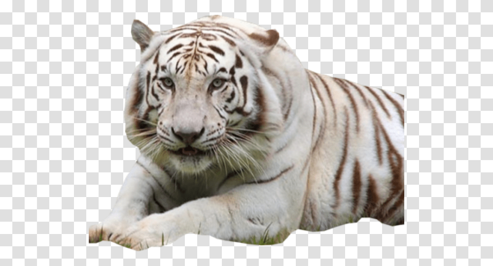 White Tiger Images, Wildlife, Mammal, Animal Transparent Png