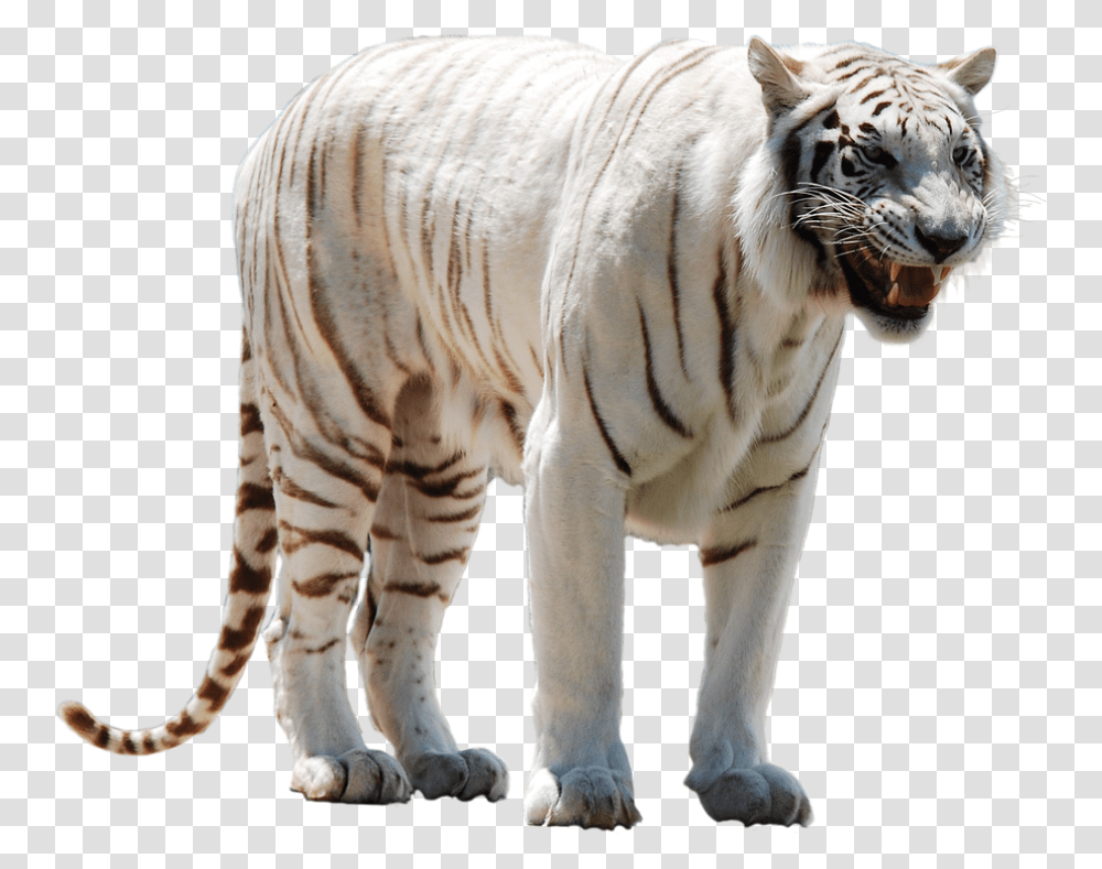 White Tiger Nervous White Tiger Hd, Wildlife, Mammal, Animal, Zebra Transparent Png