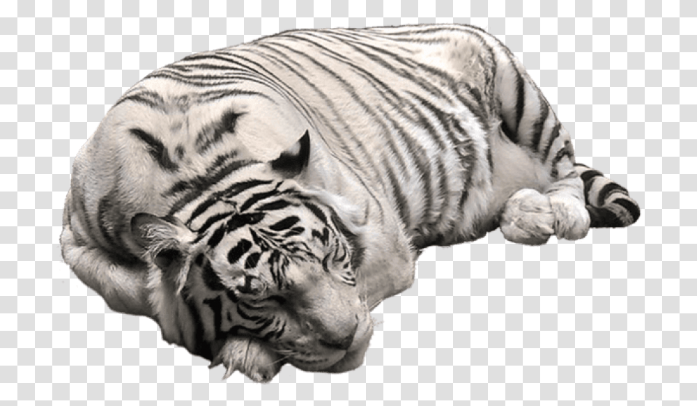 White Tiger Pictute White Tiger, Wildlife, Mammal, Animal Transparent Png