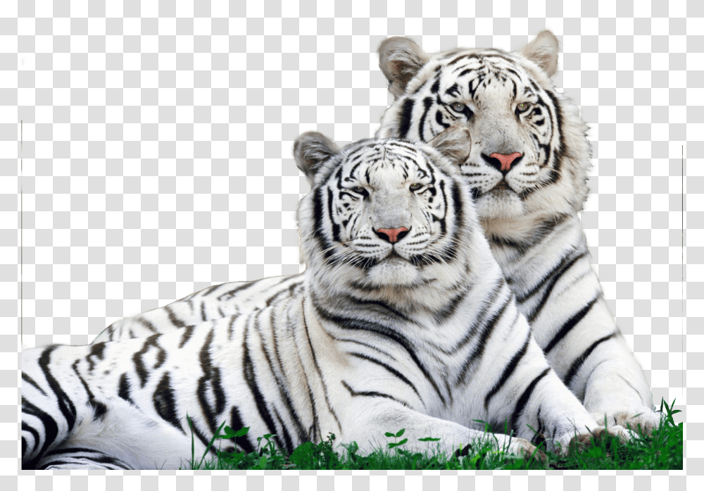 White Tiger Safari Logo Download White Tiger, Wildlife, Mammal, Animal Transparent Png