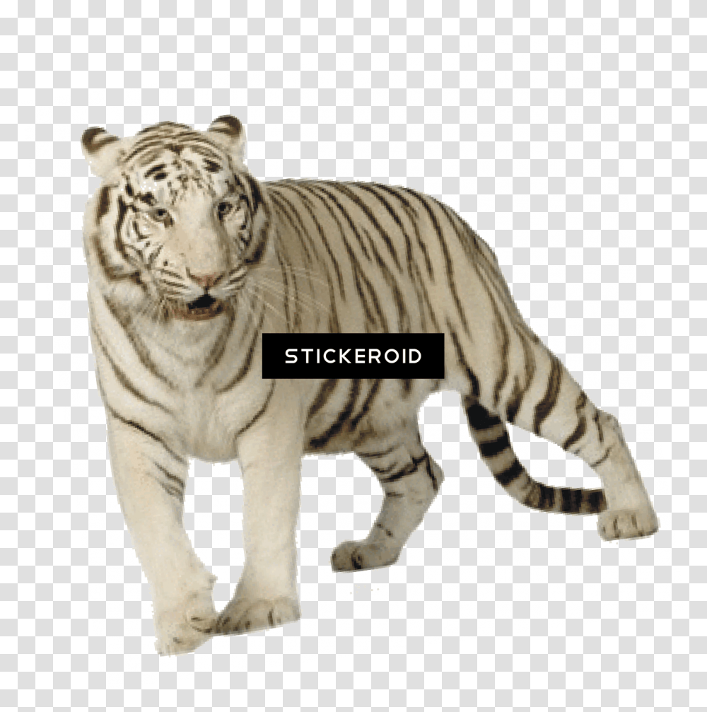 White Tiger Tiger Download Hd, Wildlife, Mammal, Animal, Zoo Transparent Png