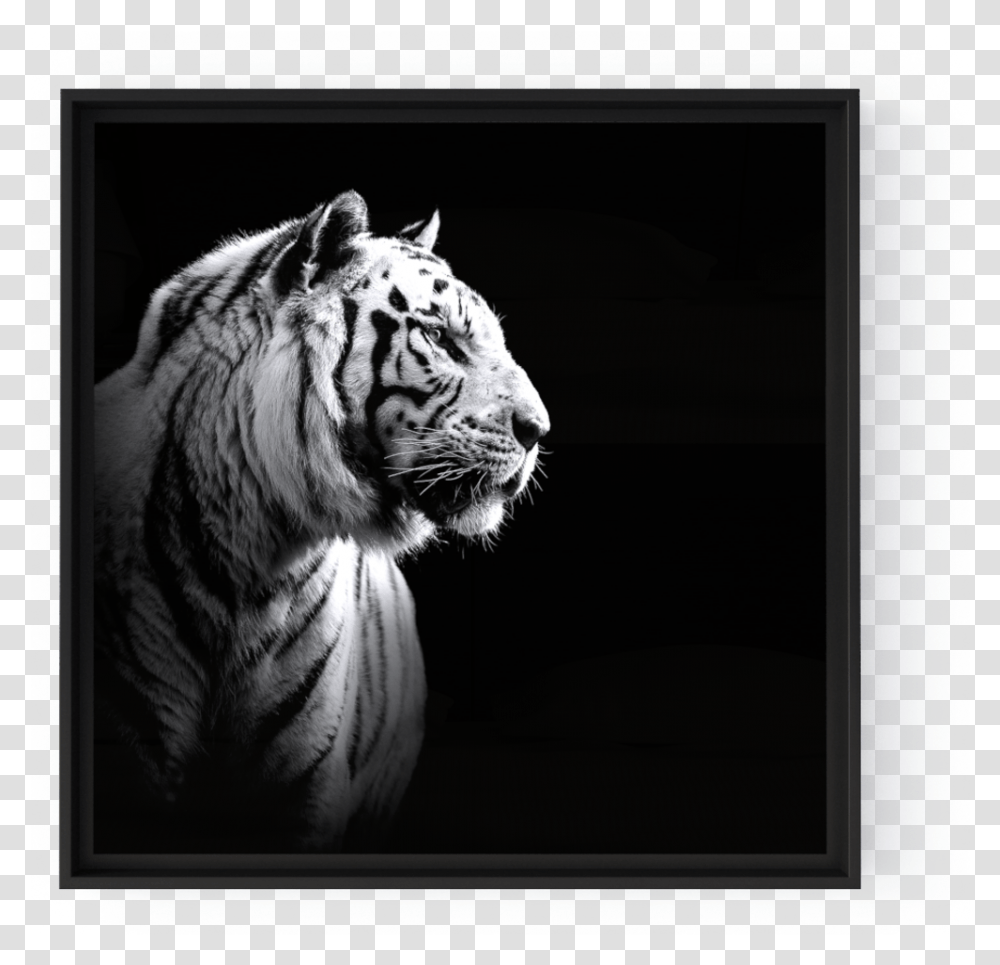 White Tiger Tiger Portrait Black And White, Wildlife, Mammal, Animal Transparent Png