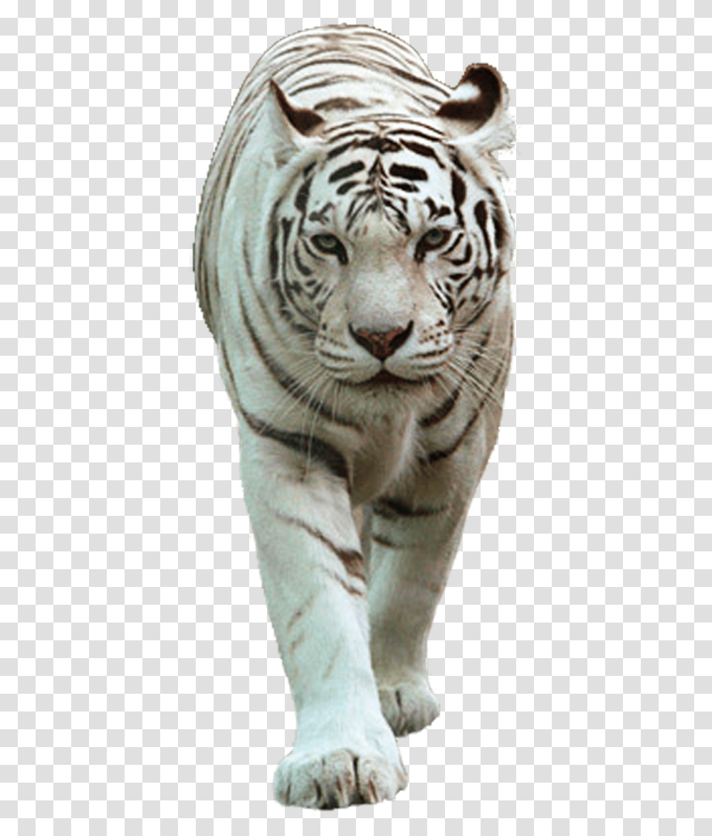 White Tiger White Tiger Images, Wildlife, Mammal, Animal Transparent Png