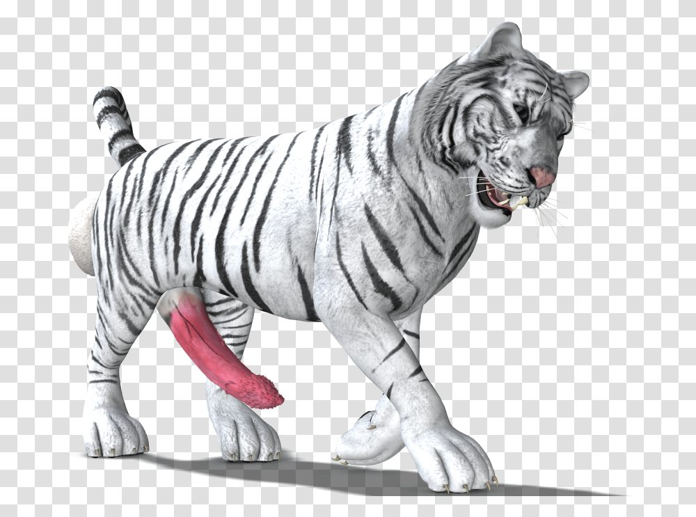 White Tiger White Tiger, Wildlife, Mammal, Animal Transparent Png