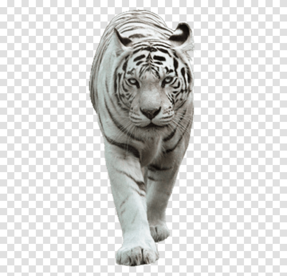 White Tiger White Tiger, Wildlife, Mammal, Animal Transparent Png