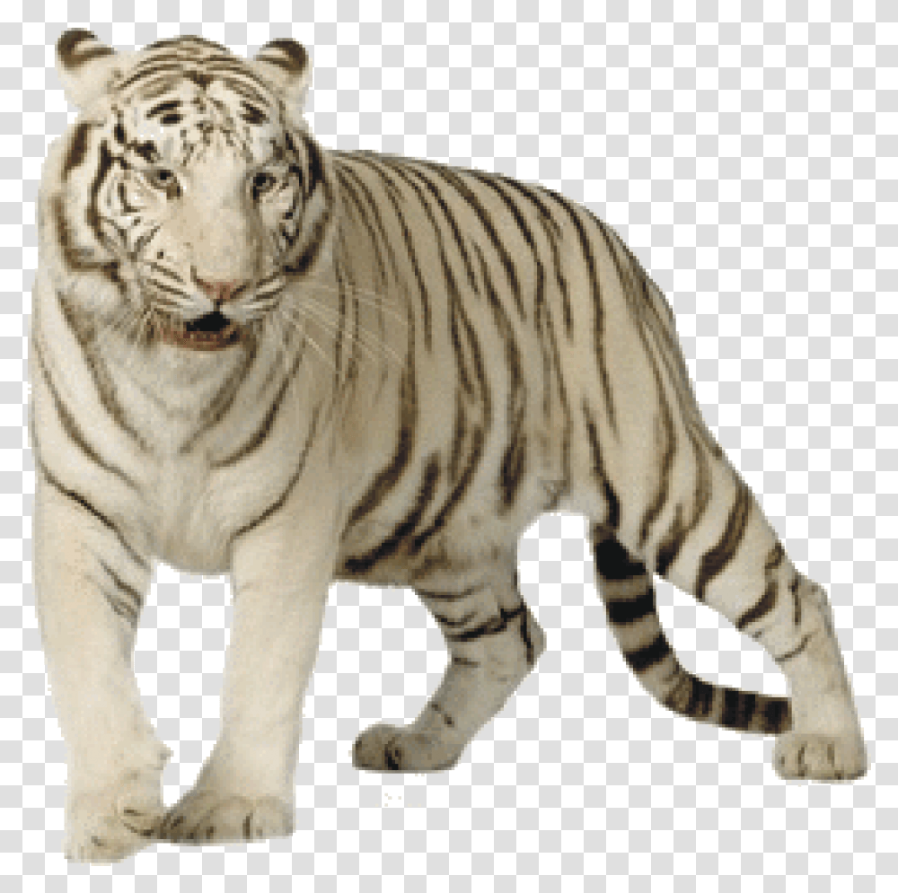White Tiger White Tiger, Wildlife, Mammal, Animal, Zebra Transparent Png