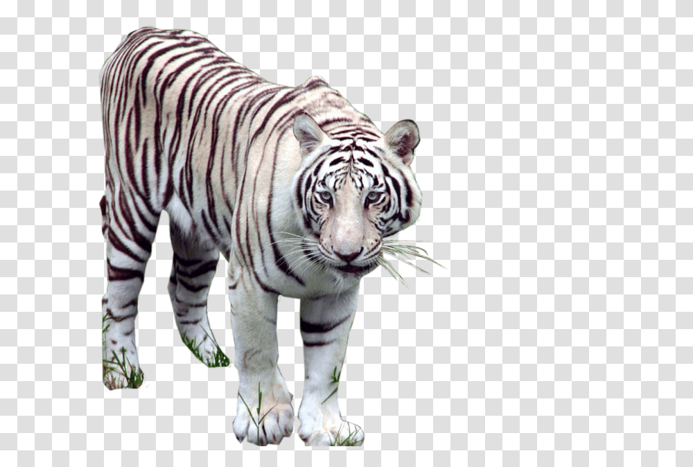 White Tiger, Wildlife, Mammal, Animal, Zebra Transparent Png