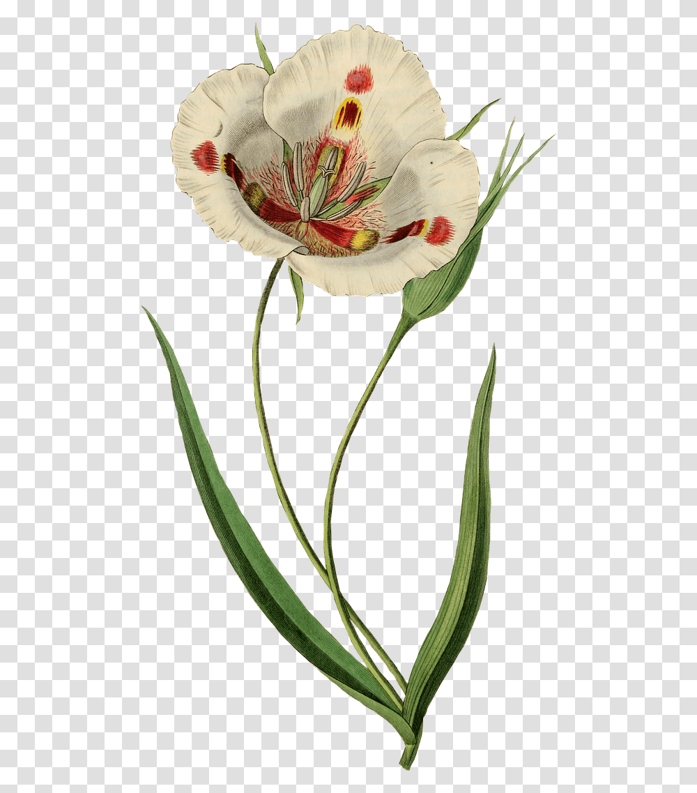 White Tulip Drawing Vintage Tulip Flower, Plant, Pollen, Hibiscus, Petal Transparent Png