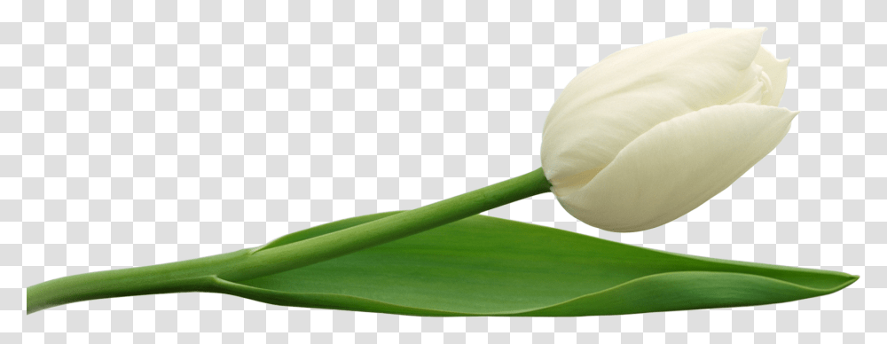 White Tulip, Plant, Flower, Blossom, Petal Transparent Png