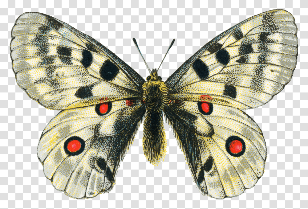 White Vintage Butterfly Moth Clipart, Insect, Invertebrate, Animal, Turtle Transparent Png