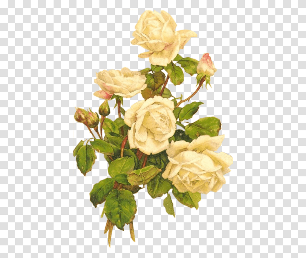 White Vintage Flowers, Plant, Rose, Blossom, Petal Transparent Png
