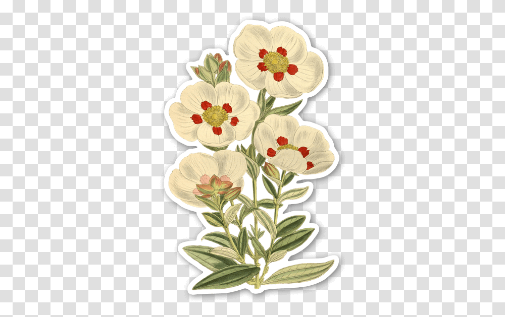White Vintage Flowers Stickerapp Flowers Vintage, Plant, Floral Design, Pattern, Graphics Transparent Png