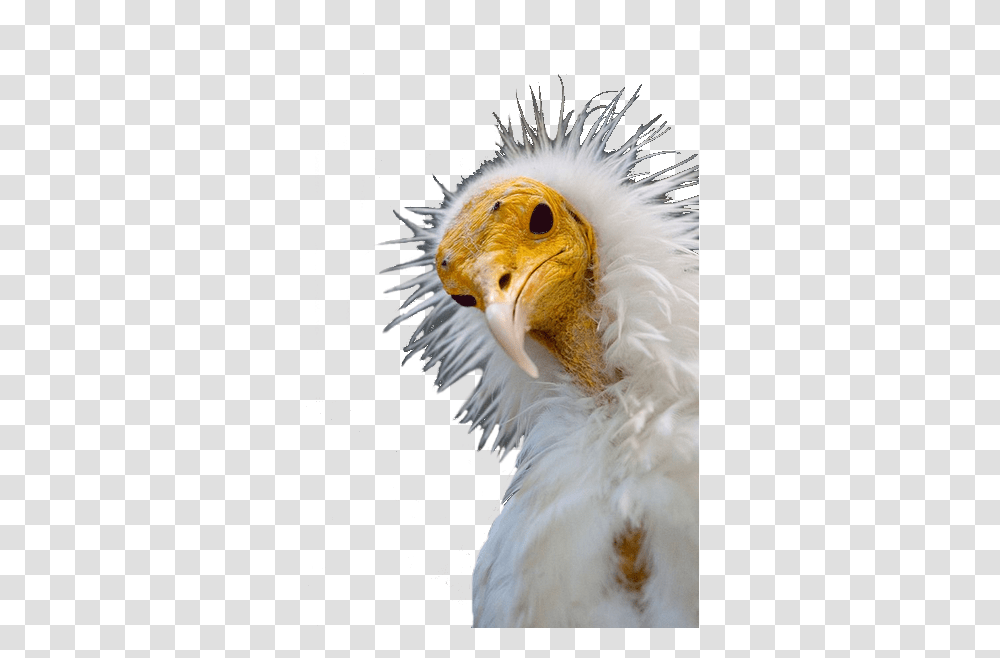 White Vulture 100 Cs Bkgrd Beautiful Birds Pretty White Ugly Bird From Rio, Animal, Beak, Condor, Eagle Transparent Png