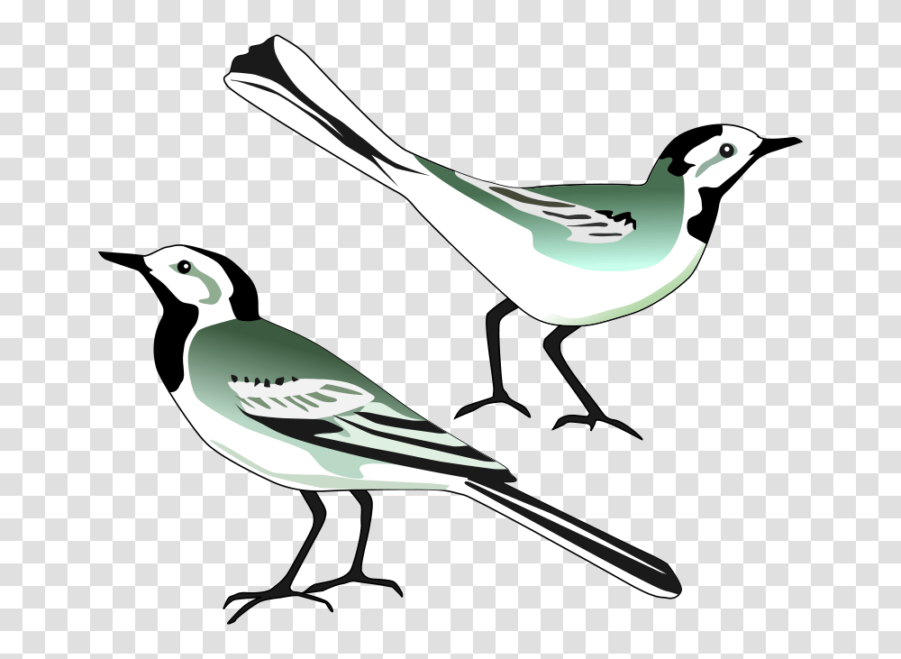 White Wagtail, Animals, Jay, Bird, Blue Jay Transparent Png