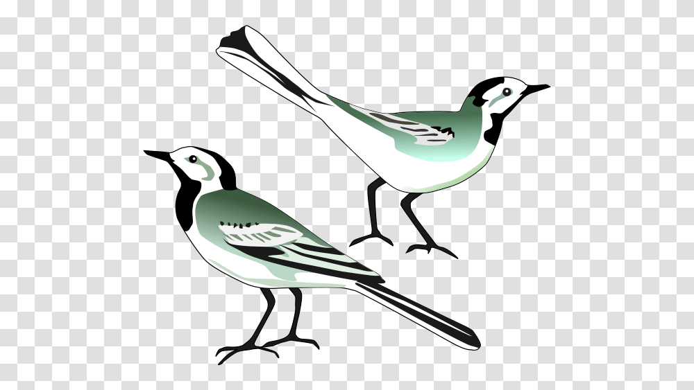 White Wagtail Clip Arts For Web, Jay, Bird, Animal, Blue Jay Transparent Png